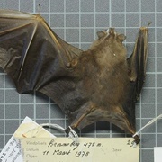 Gnome Fruit-Eating Bat