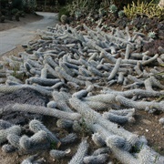 Devils Fingers (Creeping Devils)