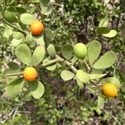 Angolan Green-Thorn (Balanites Angolensis)