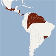 Tricolored Big-Eared Bat