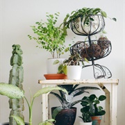 Keeping Houseplants Alive