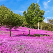 Takinoue Park, Japan