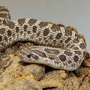 Western Hognose