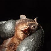 Velvety Fruit-Eating Bat