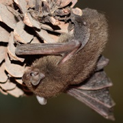 Least Pipistrelle