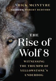 The Rise of Wolf 8 (Rick McIntyre)