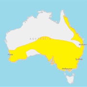 Southern Free-Tailed Bat