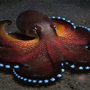 Coconut Octopus