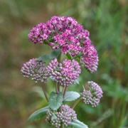 Orpine (Hylotelephium Telephium)