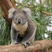 Philip Island Koala Reserve