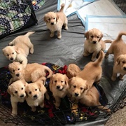 Helped Birth a Litter of Puppies