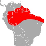 White-Winged Dog-Like Bat