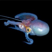 Blanket Octopus