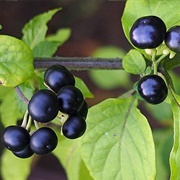 Creeping False Holly (Jaltomata Procumbens)