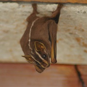 White-Lined Broad-Nosed Bat