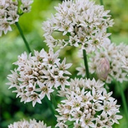 Fragrant-Flowered Garlic (Allium Ramosum)