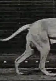 Dog Running 1887 (1890)