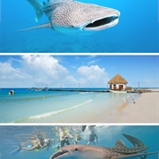 Swim With Whale Sharks, Holbox, Mexico