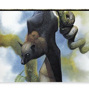 Large Palau Flying Fox