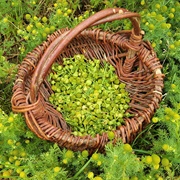 Pineappleweed (Matricaria Discoidea)