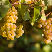 Wine Grapes