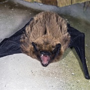 Azores Noctule
