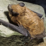 Big Brown Bat