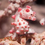 Pygmy Seahorse