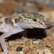 Western Banded Gecko