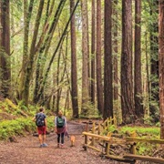 Dr. Aurelia Reinhardt Redwood Regional Park