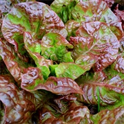 Red Ruby Romaine