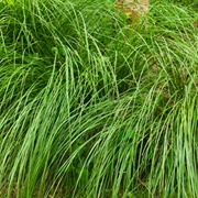 Vetiver (Chrysopogon Zizanioides)