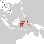 Maluku Myotis