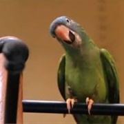 Paulie (Paulie, 1998)