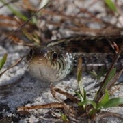 Eastern Glass Lizard