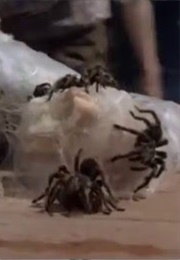Spiders (1977)