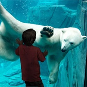 Saint Louis Zoo, Missouri, USA