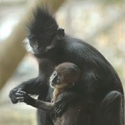 Francois's Langur