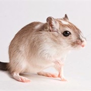 Gerbil