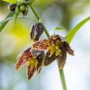 Chocolate Lily (Fritillaria Affinis)