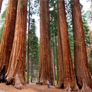 Sequoia National Park