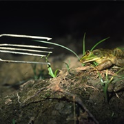 Been Frog Gigging