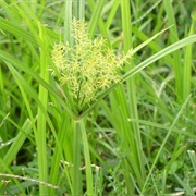 Yellow Nutgrass