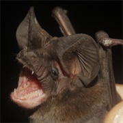 Broad-Eared Bat