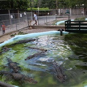 Arkansas Alligator Farm and Petting Zoo