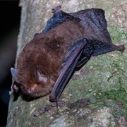 Small Woolly Bat