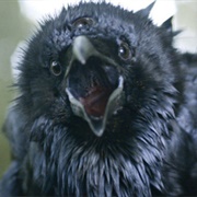 Raven (GOT)