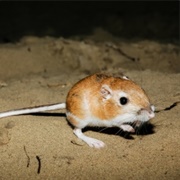 Ord's Kangaroo Rat