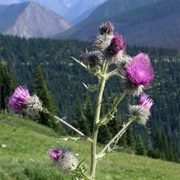 Indian Thistle (Cirsium Edule)