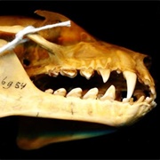 Big-Eared Flying Fox